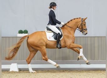 Westfaliano, Castrone, 5 Anni, 172 cm, Sauro