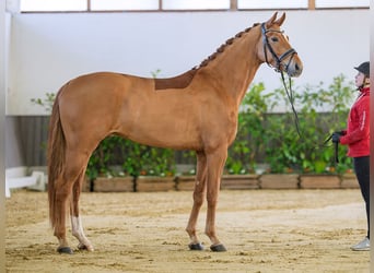 Westfaliano, Castrone, 5 Anni, 172 cm, Sauro