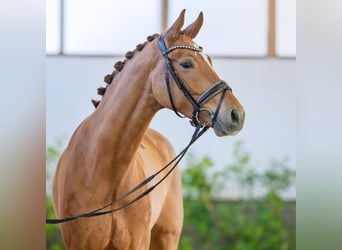 Westfaliano, Castrone, 5 Anni, 172 cm, Sauro
