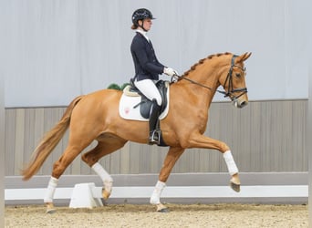 Westfaliano, Castrone, 5 Anni, 172 cm, Sauro