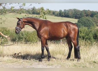 Westfaliano, Castrone, 5 Anni, 173 cm, Baio
