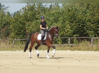 Westfaliano, Castrone, 5 Anni, 173 cm, Baio