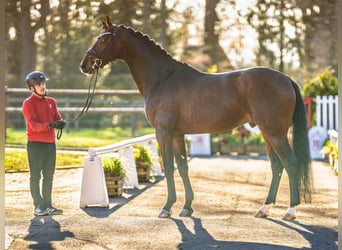 Westfaliano, Castrone, 5 Anni, 173 cm, Baio