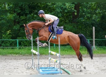 Westfaliano, Castrone, 5 Anni, 173 cm, Baio