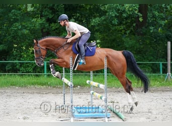 Westfaliano, Castrone, 5 Anni, 173 cm, Baio