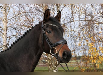 Westfaliano, Castrone, 5 Anni, 173 cm, Baio scuro