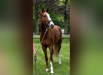 Westfaliano, Castrone, 5 Anni, 173 cm, Sauro