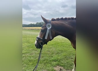Westfaliano, Castrone, 5 Anni, 173 cm, Sauro