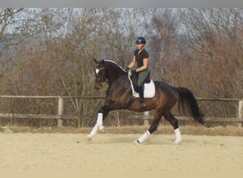 Westfaliano, Castrone, 5 Anni, 174 cm, Baio nero