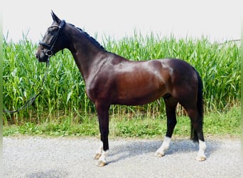 Westfaliano, Castrone, 5 Anni, 174 cm, Baio scuro