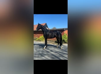 Westfaliano, Castrone, 5 Anni, 174 cm, Baio scuro