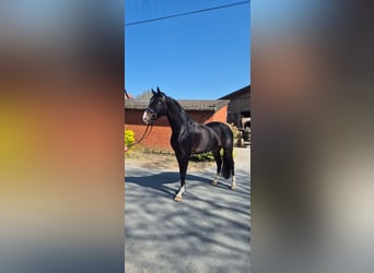 Westfaliano, Castrone, 5 Anni, 174 cm, Baio scuro