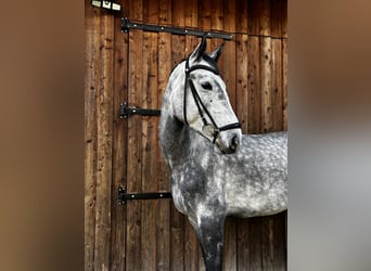 Westfaliano, Castrone, 5 Anni, 174 cm, Grigio pezzato