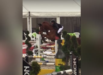 Westfaliano, Castrone, 5 Anni, 174 cm, Sauro