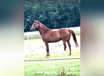 Westfaliano, Castrone, 5 Anni, 174 cm, Sauro