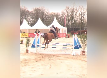 Westfaliano, Castrone, 5 Anni, 174 cm, Sauro