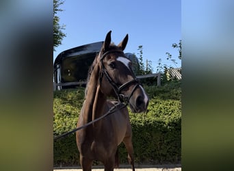 Westfaliano, Castrone, 5 Anni, 175 cm, Baio