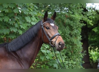 Westfaliano, Castrone, 5 Anni, 175 cm, Baio scuro