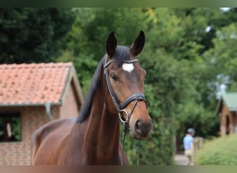 Westfaliano, Castrone, 5 Anni, 175 cm, Baio scuro