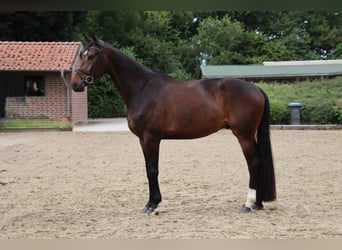 Westfaliano, Castrone, 5 Anni, 175 cm, Baio scuro