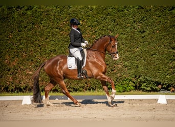 Westfaliano, Castrone, 5 Anni, 175 cm, Sauro scuro