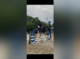 Westfaliano, Castrone, 5 Anni, 178 cm, Grigio ferro