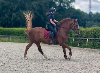 Westfaliano, Castrone, 5 Anni, 178 cm, Sauro