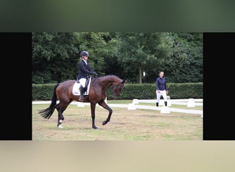 Westfaliano, Castrone, 5 Anni, 179 cm, Baio nero