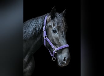 Westfaliano, Castrone, 5 Anni, 180 cm, Morello