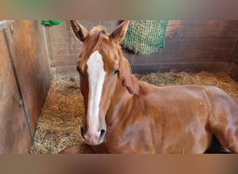 Westfaliano, Castrone, 5 Anni, 183 cm, Sauro