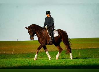 Westfaliano, Castrone, 5 Anni, 185 cm, Sauro scuro