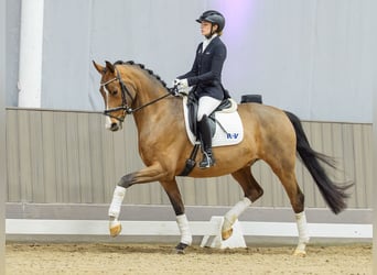 Westfaliano, Castrone, 5 Anni, Baio