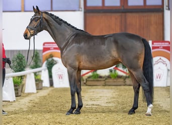 Westfaliano, Castrone, 5 Anni, Baio