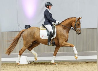 Westfaliano, Castrone, 5 Anni, Baio