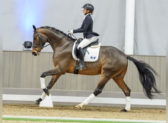 Westfaliano, Castrone, 5 Anni, Baio