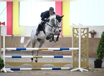 Westfaliano, Castrone, 5 Anni