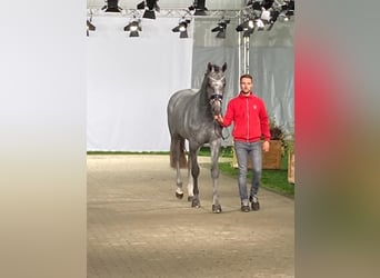 Westfaliano, Castrone, 5 Anni