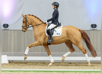 Westfaliano, Castrone, 5 Anni, Sauro