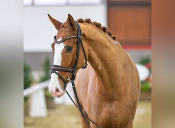 Westfaliano, Castrone, 5 Anni, Sauro