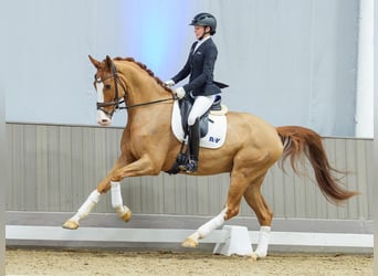 Westfaliano, Castrone, 5 Anni, Sauro