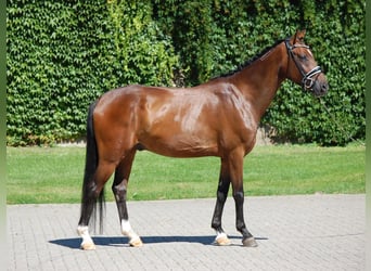 Westfaliano, Castrone, 6 Anni, 158 cm, Baio