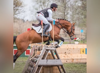 Westfaliano, Castrone, 6 Anni, 162 cm, Baio