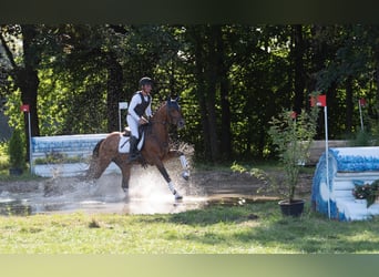 Westfaliano, Castrone, 6 Anni, 162 cm, Baio