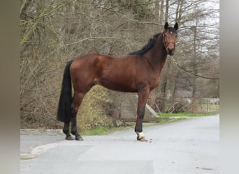 Westfaliano, Castrone, 6 Anni, 165 cm, Baio
