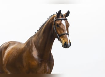 Westfaliano, Castrone, 6 Anni, 166 cm