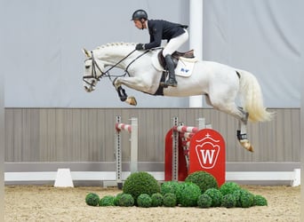 Westfaliano, Castrone, 6 Anni, 166 cm, Grigio