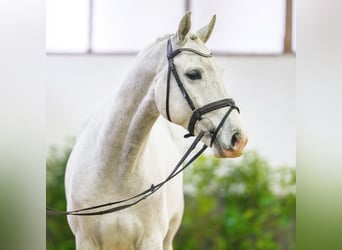 Westfaliano, Castrone, 6 Anni, 166 cm, Grigio