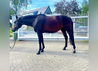 Westfaliano, Castrone, 6 Anni, 167 cm, Baio
