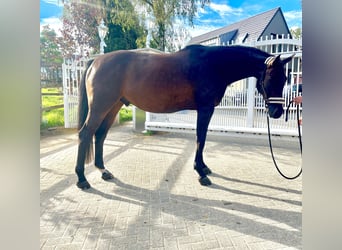 Westfaliano, Castrone, 6 Anni, 167 cm, Baio