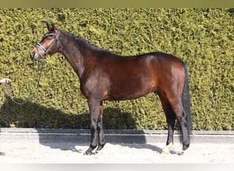 Westfaliano, Castrone, 6 Anni, 167 cm, Baio scuro